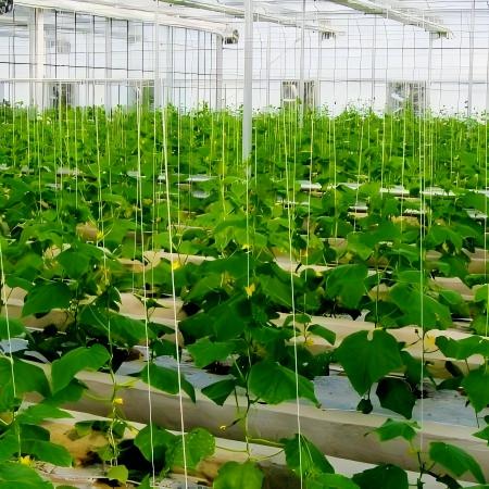 Crop Growing Greenhouse for Plant Production